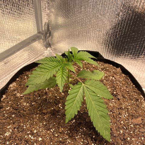 HPC #2 growlog photo: 10:47pm