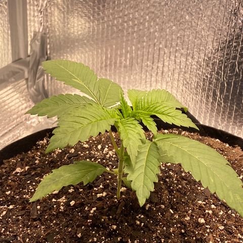 HPC #2 growlog timeline photo