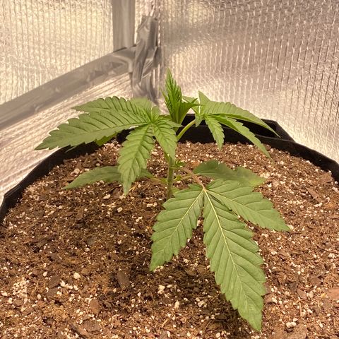 HPC #2 growlog timeline photo
