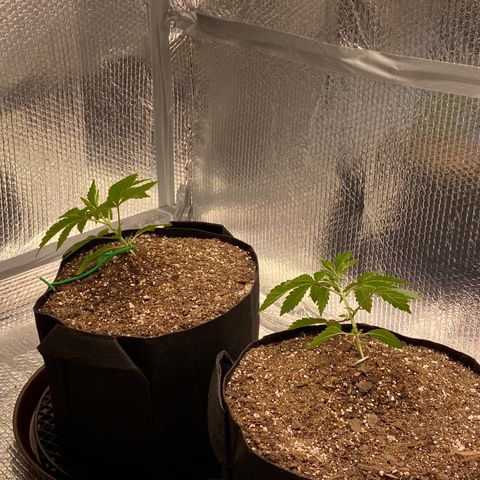 HPC #2 growlog photo: First dose of LST