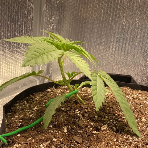 HPC #2 growlog timeline photo