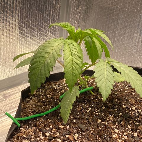 HPC #2 growlog photo: 7:00am