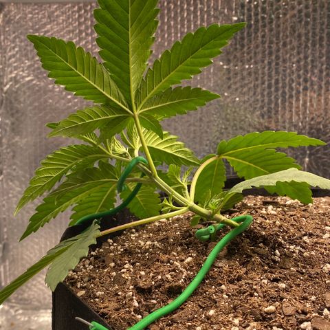 HPC #2 growlog photo: LST 