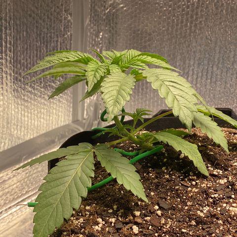 HPC #2 growlog timeline photo