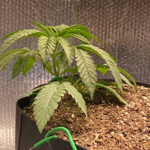 HPC #2 growlog timeline photo