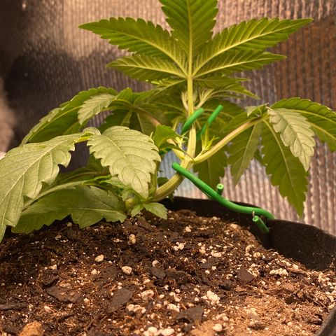 HPC #2 growlog photo: 1:00pm
LST