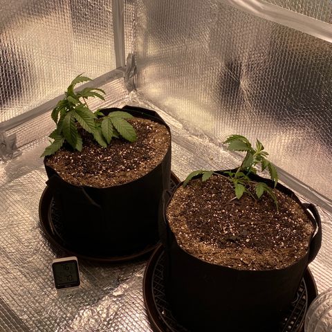 HPC #2 growlog photo: 1:00pm