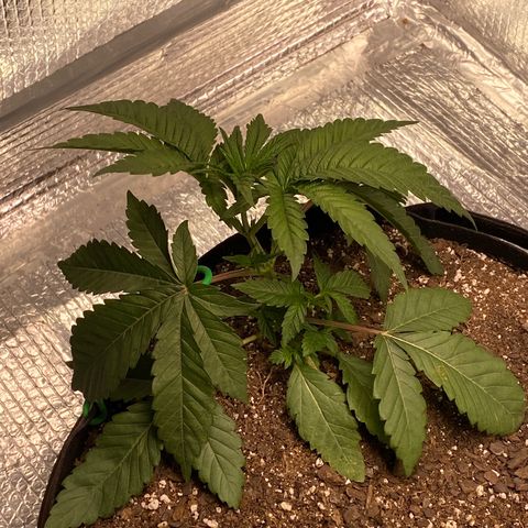 HPC #2 growlog photo: 10:30pm