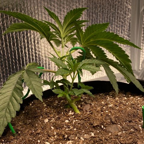 HPC #2 growlog photo: 7:05pm
After 1st trim.