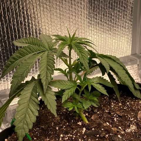HPC #2 growlog photo: 10:05pm