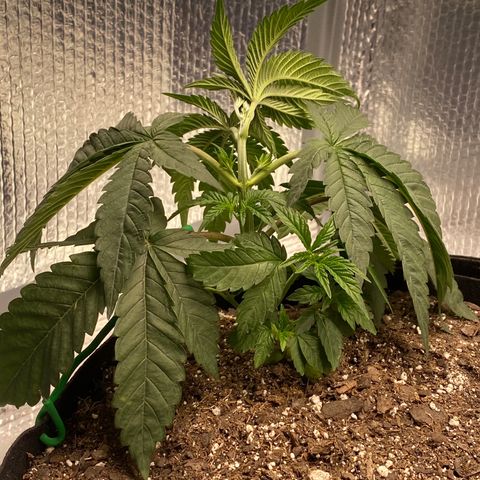 HPC #2 growlog photo: 11:05pm
