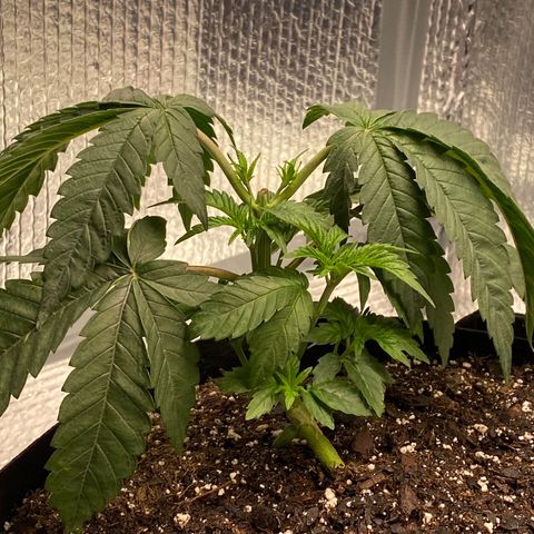 HPC #2 growlog photo: 7:30am
Topped at 4th