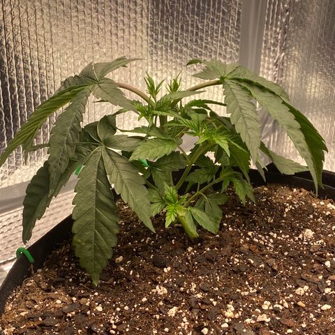 HPC #2 growlog photo: 9:30pm