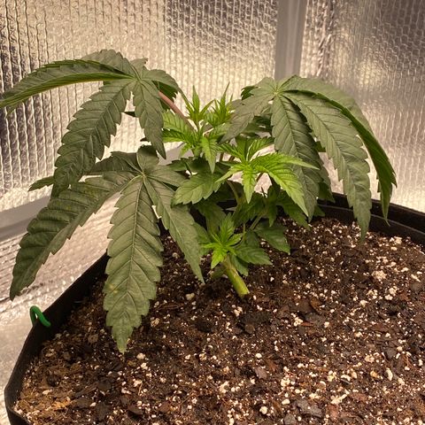 HPC #2 growlog photo: 7:15am