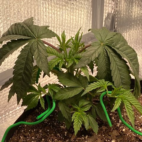 HPC #2 growlog photo: 11:10pm