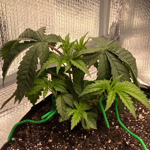 HPC #2 growlog photo: 7:00am