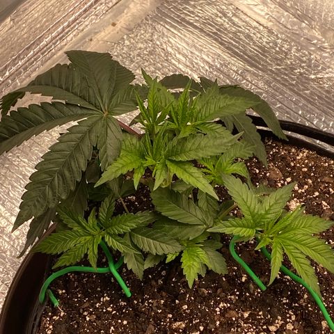 HPC #2 growlog timeline photo