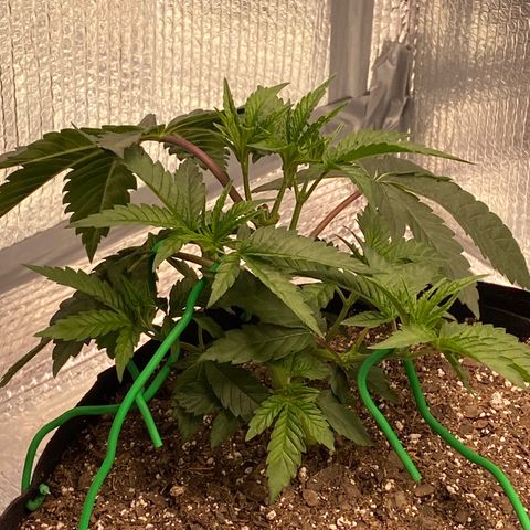 HPC #2 growlog photo: 9:40pm