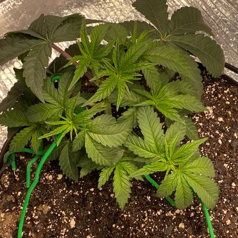 HPC #2 growlog photo: 9:00am
