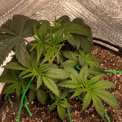 HPC #2 growlog photo: 2:00pm
Lst