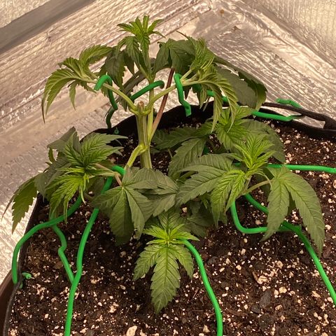 HPC #2 growlog photo: 8:30am
LST time.