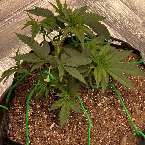 HPC #2 growlog timeline photo