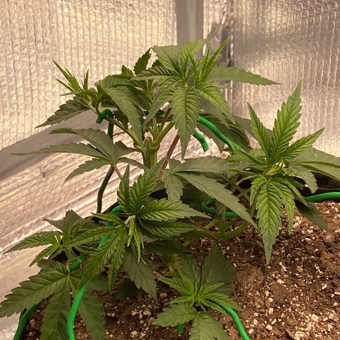 HPC #2 growlog photo: 9:45pm
