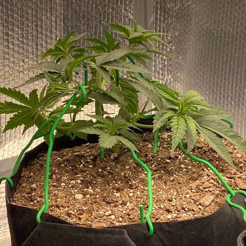 HPC #2 growlog photo: 6:00pm
Lst 