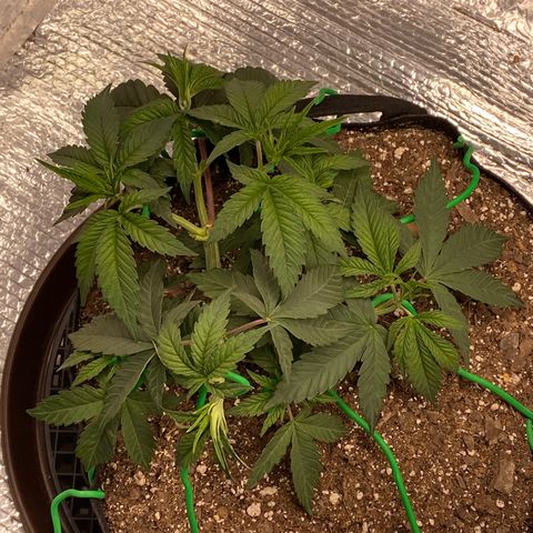 HPC #2 growlog photo: 10:20pm