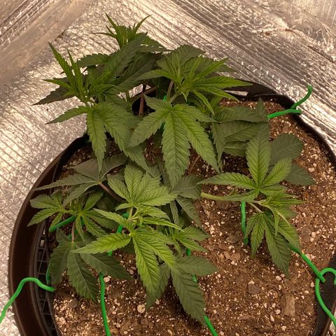 HPC #2 growlog photo: 10:25pm