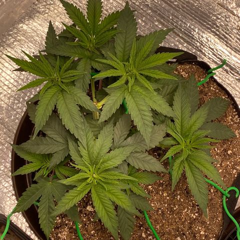 HPC #2 growlog photo: 4:20pm