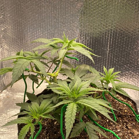 HPC #2 growlog photo: 3:50pm