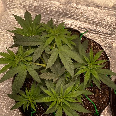 HPC #2 growlog photo: 4:20pm