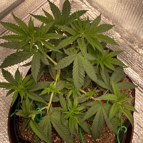 HPC #2 growlog photo: 4:50pm