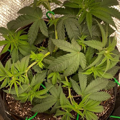 HPC #2 growlog photo: 10:30am