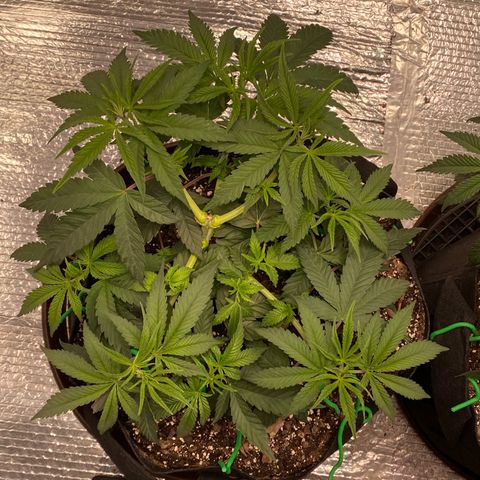 HPC #2 growlog photo: 9:30pm