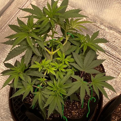 HPC #2 growlog photo: 5:00pm