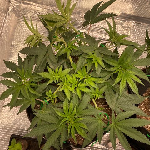 HPC #2 growlog photo: 4:00pm