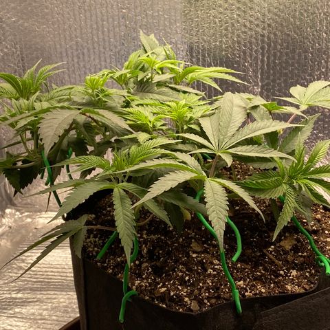 HPC #2 growlog photo: 4:20pm