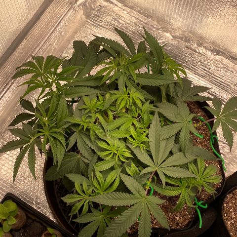 HPC #2 growlog timeline photo