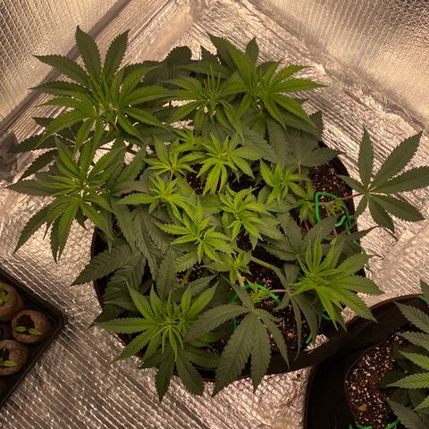 HPC #2 growlog photo: 12:00pm