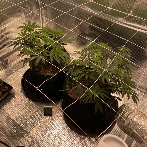 HPC #2 growlog photo: Scrog ready to go.