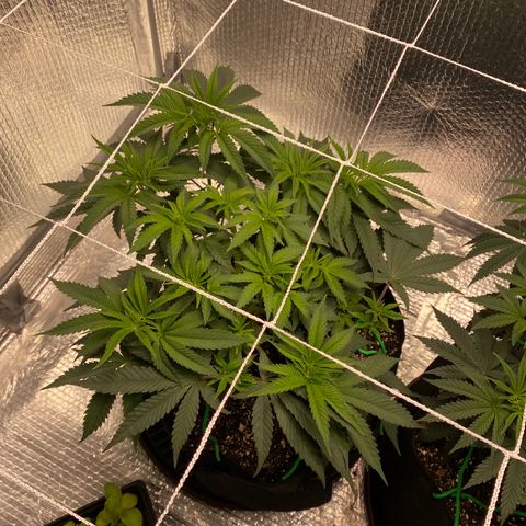 HPC #2 growlog photo: 1:00pm