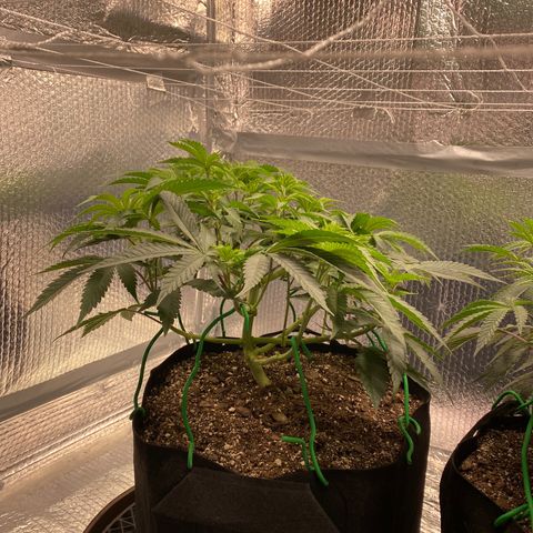 HPC #2 growlog photo: 7:30am
