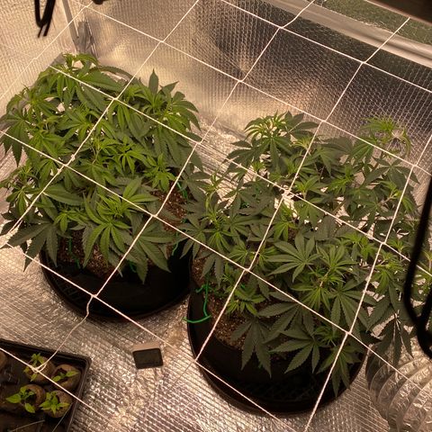 HPC #2 growlog photo: 10:30pm
Ladies looking forward to sleeping in after tonight. 