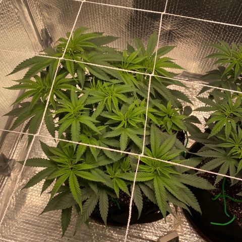 HPC #2 growlog timeline photo