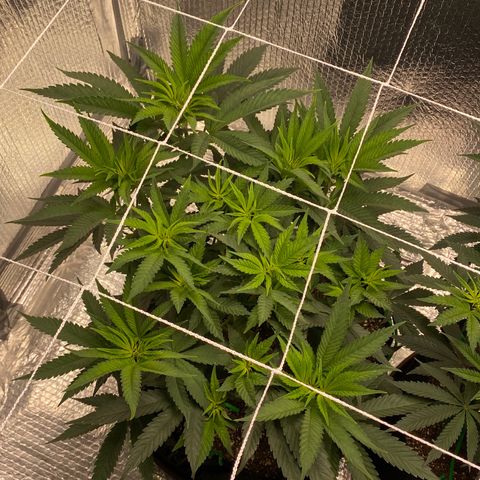 HPC #2 growlog photo: 7:59pm