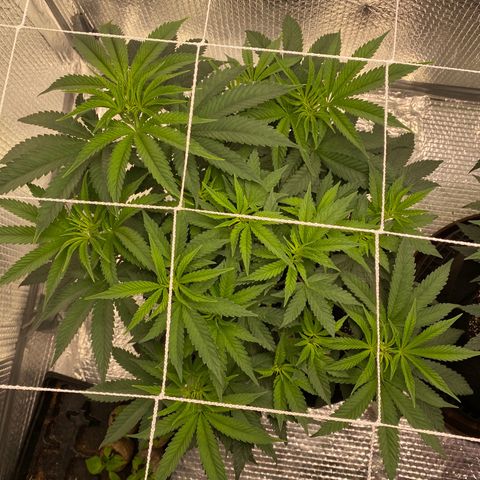 HPC #2 growlog photo: 10:30pm