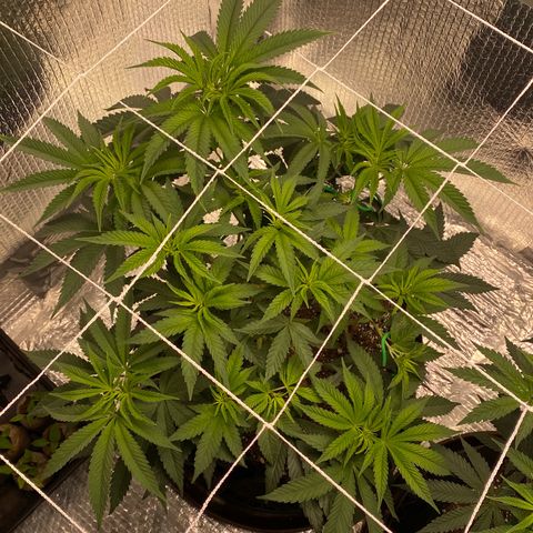 HPC #2 growlog photo: 9:00pm