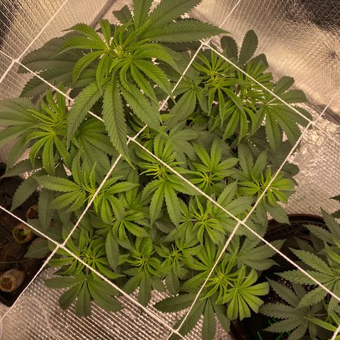 HPC #2 growlog timeline photo